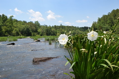 Hymenocallis coronaria