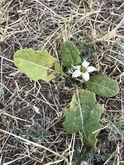 Jaborosa runcinata