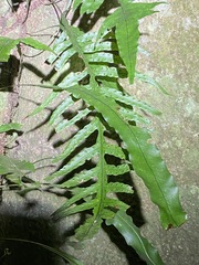Microsorum scandens