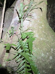 Microsorum scandens