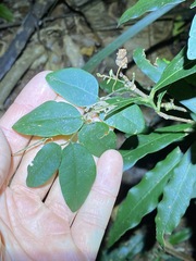Derris involuta