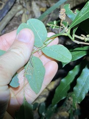 Derris involuta