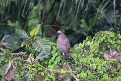 Spilornis cheela bido