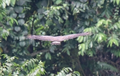 Spilornis cheela bido