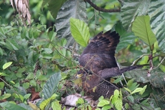 Spilornis cheela bido