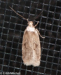 Agonopterix canadensis