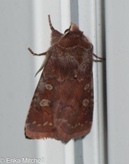 Cerastis tenebrifera