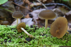 Simocybe serrulata