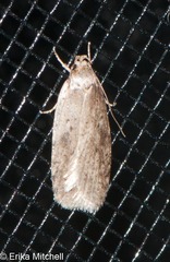Agonopterix canadensis
