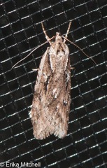 Semioscopis