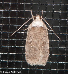 Agonopterix canadensis