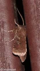 Cerastis tenebrifera