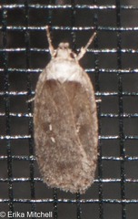Agonopterix canadensis