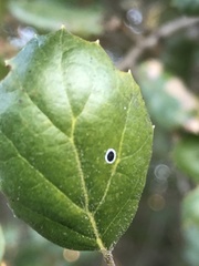 Tetraleurodes perileuca