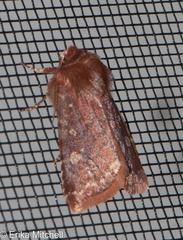 Cerastis tenebrifera