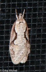 Semioscopis packardella