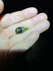 Litsea reticulata