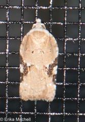 Acleris cervinana