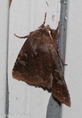 Cerastis tenebrifera