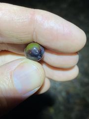 Litsea reticulata