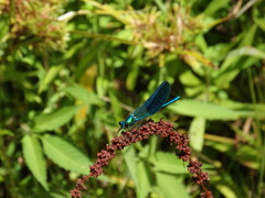 Calopteryx xanthostoma