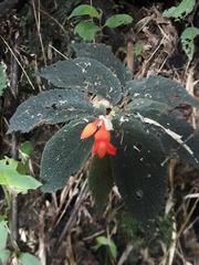 Begonia pectennervia