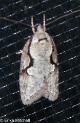 Semioscopis packardella