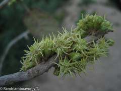 Brachylaena ramiflora image