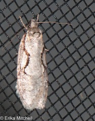 Semioscopis packardella