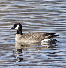 Branta hutchinsii