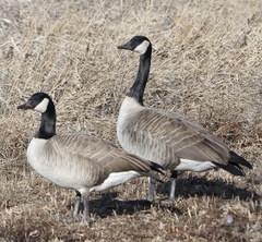 Branta canadensis