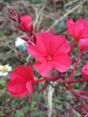 Plumbago indica