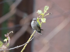 Cynanthus latirostris