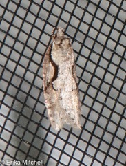 Semioscopis packardella