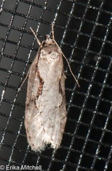 Semioscopis packardella