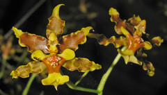 Oncidium lineoligerum