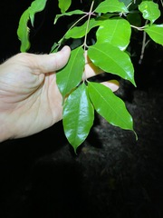 Syzygium crebrinerve