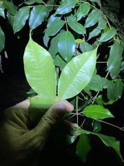 Syzygium crebrinerve