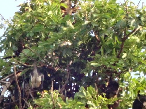 Straw-coloured Fruit Bat