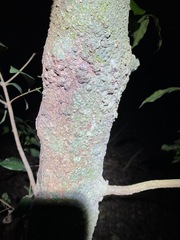 Syzygium crebrinerve