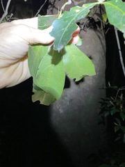 Cissus sterculiifolia