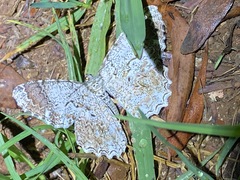 Amblychia subrubida