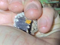 Amblychia subrubida