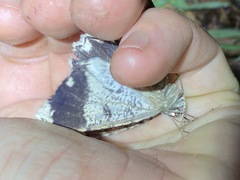 Amblychia subrubida