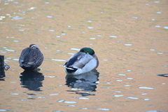Anas platyrhynchos