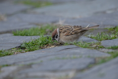 Passer montanus
