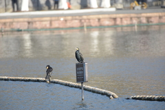 Phalacrocorax carbo