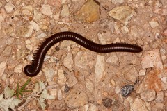 Orthoporus