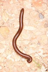 Orthoporus