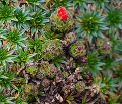 Castilleja nubigena